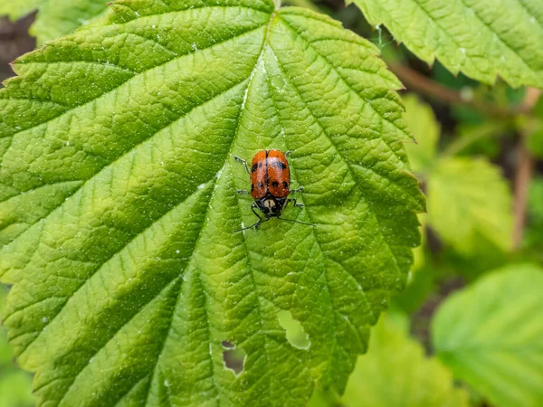 Colpo Primo Piano Scarabeo Foglia Cryptocephalus Octopunctatus Rosso Con Macchie — Foto Stock