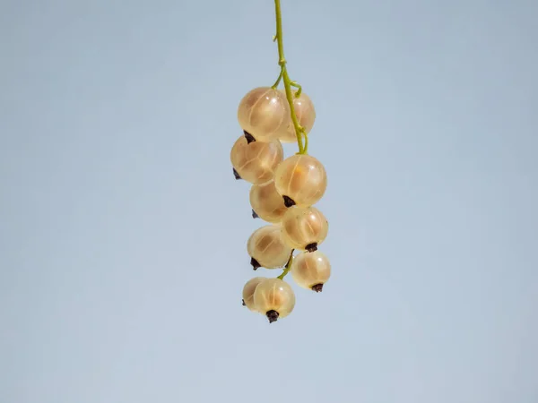 Macro Shot Perfect Ripe Edible Fruits Berries White Currant Whitecurrant — Stockfoto