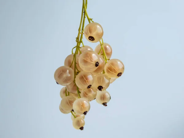 Macro Shot Perfect Ripe Edible Fruits Berries White Currant Whitecurrant — Stockfoto