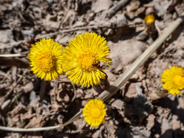 Makroaufnahme Des Hahnenfußes Tussilago Farfara Mit Gelben Blüten Auf Bärenschuppenblättern — Stockfoto