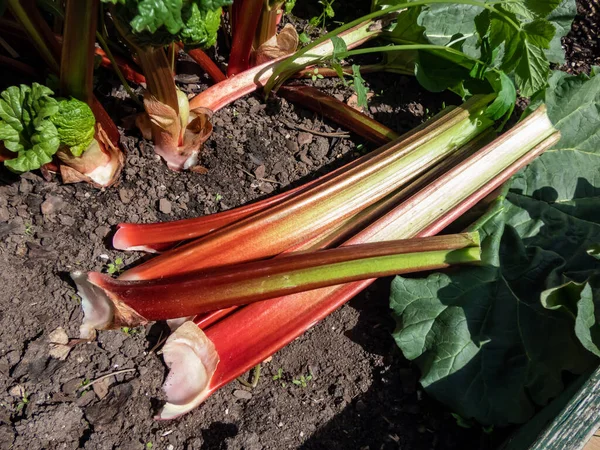 Bundle Big Fresh Ripe Fleshy Edible Stalks Rhubarb Harvested Garden — Fotografia de Stock