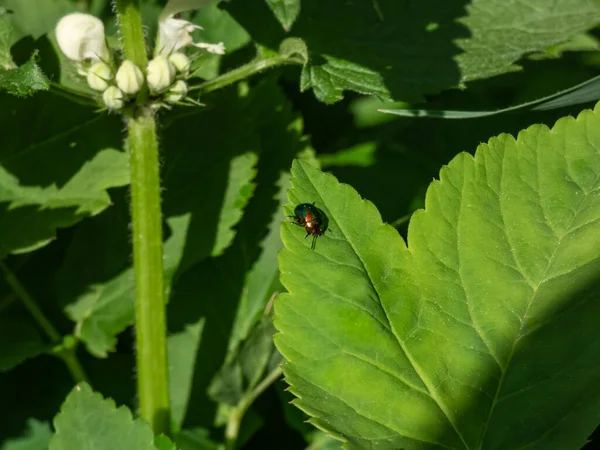 Colorful Dead Nettle Leaf Beetle Chrysolina Fastuosa Gold Copper Shine — Foto Stock