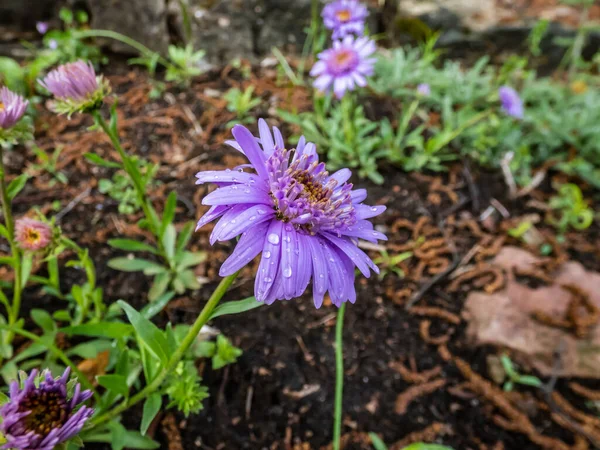 Close Shot Alpin Aster Blue Alpine Daisy Aster Alpinus Flowering — Fotografia de Stock