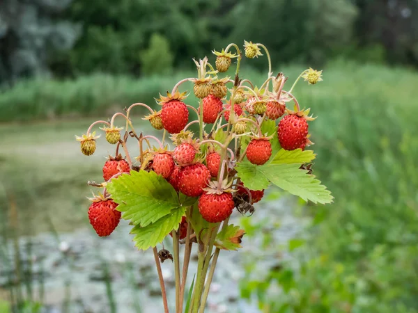 Hand Hält Pflanzen Der Walderdbeere Fragaria Vesca Mit Perfekten Roten — Stockfoto