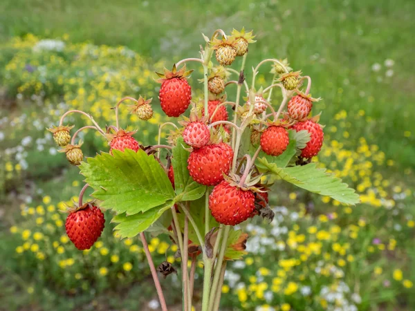 Bouquet Plants Wild Strawberry Fragaria Vesca Perfect Red Ripe Fruits — Stock Photo, Image