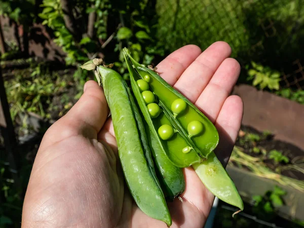 Hand Holding Open Green Pea Pods Closed Pea Pods Bright — Stok fotoğraf