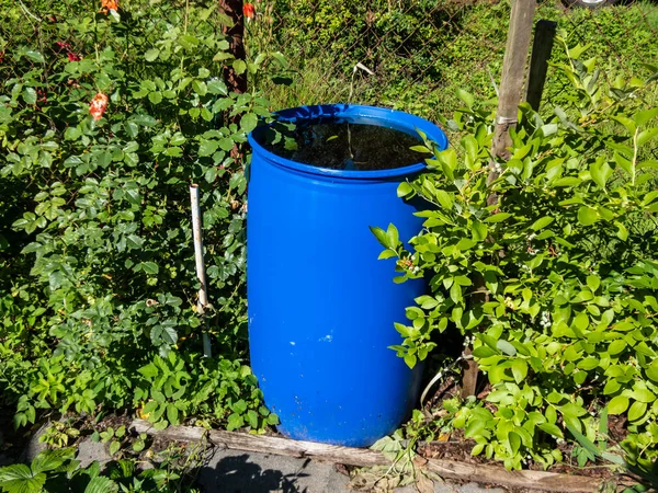 Blue, plastic water barrel reused for collecting and storing rainwater for watering plants full with water surrounded with green summer vegetation