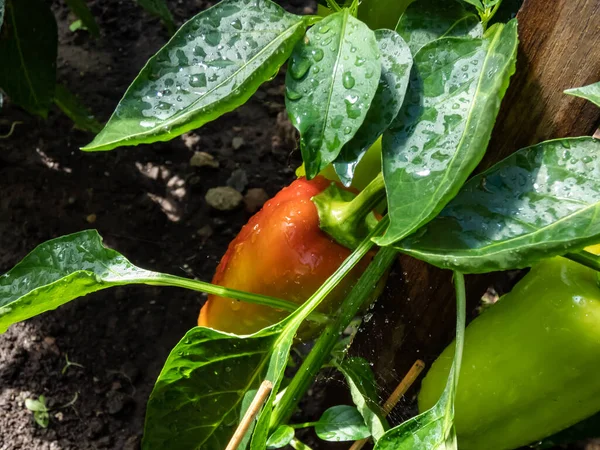 Close Shot Unripe Green Yellow Red Peppers Maturing Plant Growing — 스톡 사진