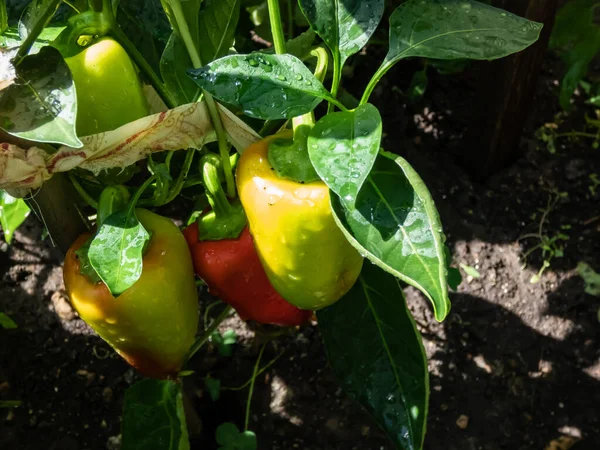 Close Shot Unripe Green Yellow Red Peppers Maturing Plant Growing — Zdjęcie stockowe
