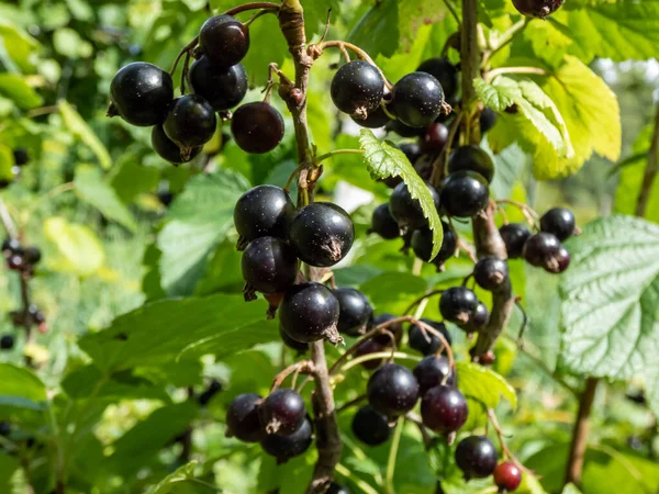 Perfect Ripe Blackcurrants Ribes Nigrum Maturing Branch Green Leaves Sunlight — Fotografia de Stock