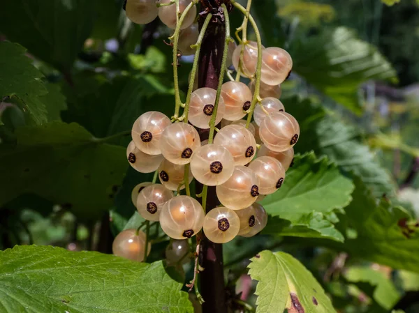 Perfect Ripe White Currants Ribes Rubrum Single Branch Bright Sunny — Zdjęcie stockowe
