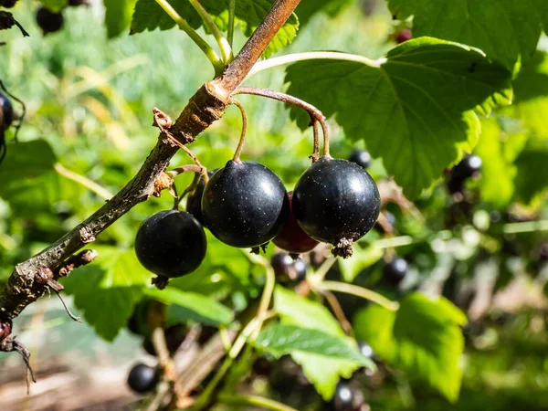 Perfect Ripe Blackcurrants Ribes Nigrum Maturing Branch Green Leaves Sunlight — Stockfoto