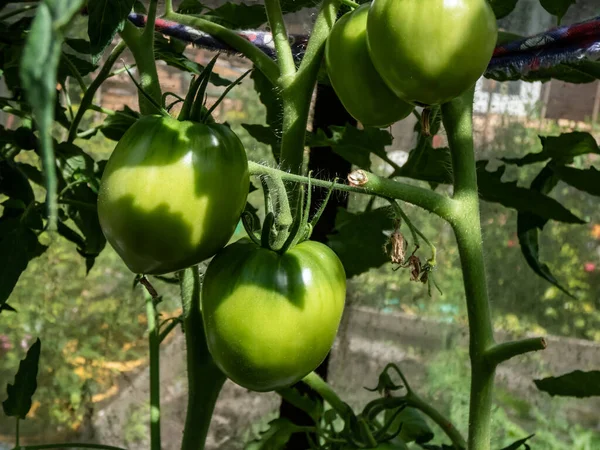 Close Shot Maturing Tomatoes Growing Tomato Plant Greenhouse Bright Sunlight — Stok fotoğraf