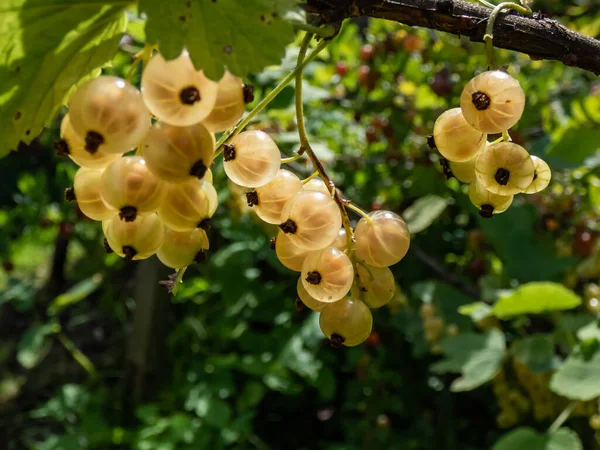 Perfect Ripe White Currants Ribes Rubrum Single Branch Bright Sunny — Stock Photo, Image