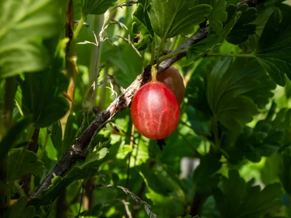 Macro Red Gooseberry Ribes Uva Crispa Growing Maturing Branch Surrounded —  Fotos de Stock