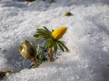 Beyaz karla çevrili makro çiçekler - Kış boğanotu (Eranthis hyemalis) ilkbaharda çiçek açmaya başlar. Kışın sonları ve ilkbaharın başlarında topraktan çıkan ilk çiçeklerden biri.