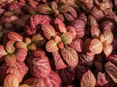 Sinir bitkisinin çok renkli yeşilliklerinin makro çekimi - Fittonia 'Orman Ateşi'. Alev kırmızısı ya da şoke edici pembe damarlı yapraklı ayırt edici bitki