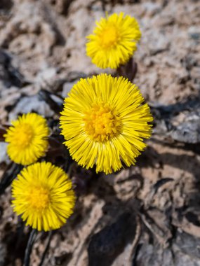 Tussilago farfara (