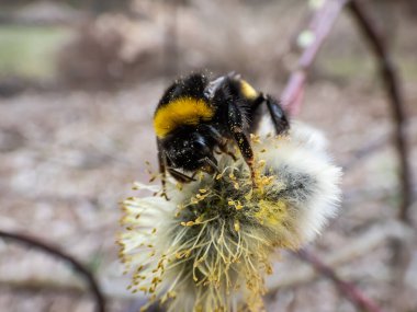 Yaban arısı ya da büyük toprak yaban arısı (bombus terrestris), ilkbaharın başlarında polenle kaplanmış, çiçekli bir kedi derisi üzerinde makro bir çekim yapar.