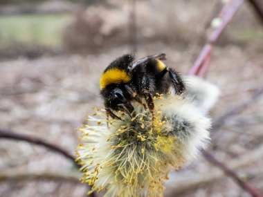 Yaban arısı ya da büyük toprak yaban arısı (bombus terrestris), ilkbaharın başlarında polenle kaplanmış, çiçekli bir kedi derisi üzerinde makro bir çekim yapar.