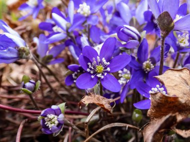 Bahçede büyüyen Anemone hepatikası (Anemone hepatica veya Hepatica nobilis), ilkbahar kır çiçeklerinin Macro 'su. Beyaz merkezli mor çiçek