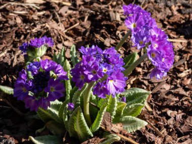 Primula denticulata viyolonsel (Primula denticulata viyolonsel), sarı gözlü, kalın yuvarlak başlı, soluk ve koyu mor çiçekli, ilkbaharda bahçede ereksiyon halindeki sapların yakın çekimi.