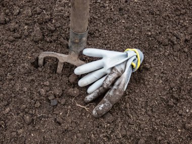 Baharın başında sebze ekmeye hazırlanan, tırmıksız ve kirli eldivenli, yükseltilmiş bahçe yatağı ve kahverengi toprağı kazma manzarası. Bahçe konsepti