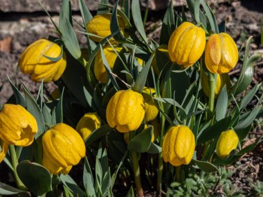 Golden fritillary (Fritillaria aurea) flowering with broadly bell-shaped, yellow, chequered with orange or reddish-brow flowers in springtime. Sign with name