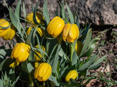 Golden fritillary (Fritillaria aurea) flowering with broadly bell-shaped, yellow, chequered with orange or reddish-brow flowers in springtime. Sign with name
