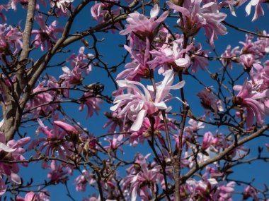 Çiçek açan yıldız manolyasının pembe yıldız şeklindeki çiçeklerinin yakın plan çekimi - Magnolia stellata cultivar 'Rosea' nın parlak güneş ışığı altında arka planda koyu mavi gökyüzü. Güzel manolya manzarası
