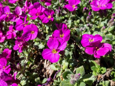 Bahçe Araplarının, dağ kayalarının ya da Kafkasya kayalarının (Kafkasya Kafkasya Kafesi) 'Heidi' nin bahar başlarında parlak pembe - mor çiçeklerle açtığı yakın plan görüntüleri