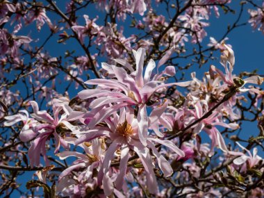 Pembe yıldız şeklinde çiçek açan yıldız manolyasının yakın plan çekimi - Magnolia stellata cultivar 'Rosea' nın parlak güneş ışığı altında. Güzel manolya manzarası