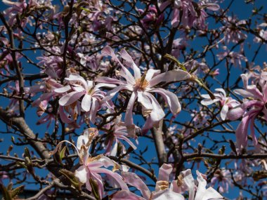 Pembe yıldız şeklinde çiçek açan yıldız manolyasının yakın plan çekimi - Magnolia stellata cultivar 'Rosea' nın parlak güneş ışığı altında. Güzel manolya manzarası