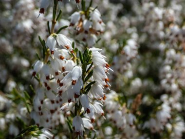 Sonsuz yeşil cüce fundalığının güzel makrosu, beyaz Darley Dale fundalığı - Erica Darley 'nin Beyaz Mükemmelliği' Çan şeklinde ışıldayan ırklar, ilkbaharın başlarında saf beyaz çiçekler