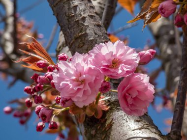 Japonya 'nın güzel, pembe, tam kiraz çiçekleri dallarda ve parlak güneş ışığında mavi bir gökyüzünün altında açan pembe sakura ağacı. Narin ve romantik bahar çiçekleri.