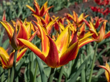 Tulip 'Fly Away' is a lily-flowered tulip featuring a scarlet goblet-shaped flower with pointed and slightly reflexed petals presenting broad golden yellow edges. Red and yellow tulip