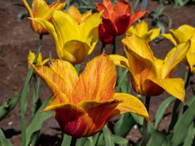 The elegant golden yellow lily flowering Tulip Vendee Globe with pointed petals in variable colors from yellow to orange red, mostly flamed. Orange and red tulip in spring