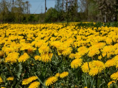 Büyük çiçek tarlasında açan parlak sarı karahindibaların makro görüntüsü (Aslan dişi) yeşil çimenler ve arkaplanda mavi gökyüzü olan sarı karahindibalar.