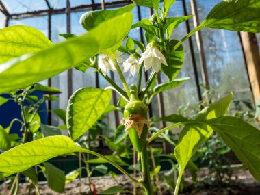 Close-up a small, green pepper fruit starting to grow and mature from the white flower of pepper plant growing in a greenhouse in bright sunlight