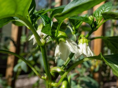 Beyaz çiçeklerin ve küçük yeşil biber meyvelerinin yakın çekimi büyümeye başlıyor ve parlak güneş ışığı altındaki bir serada büyüyen biber bitkisinin çiçeğinden olgunlaşmaya başlıyor.