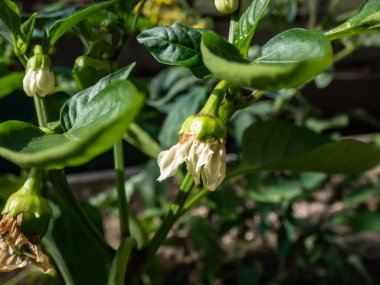 Beyaz çiçeklerin ve küçük yeşil biber meyvelerinin yakın çekimi büyümeye başlıyor ve parlak güneş ışığı altındaki bir serada büyüyen biber bitkisinin çiçeğinden olgunlaşmaya başlıyor.