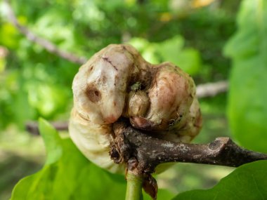 Young gall of gall wasp (Biorhiza pallida) on English oak (Quercus robur) formed after the wasp lays eggs inside with tiny gall wasp crawling on formation. Tiny new developed insects