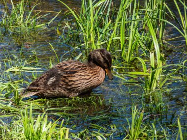 A partly fluffy duckling of mallard or wild duck (Anas platyrhynchos) among green vegetation in bright sunlight. Juvenile duck in summer