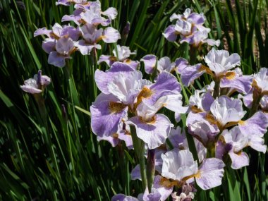 Iris sibtosa Lavender Landscape with beautiful lavender pink fall petals, paler standards, styles - near white and small brownish signals in summer