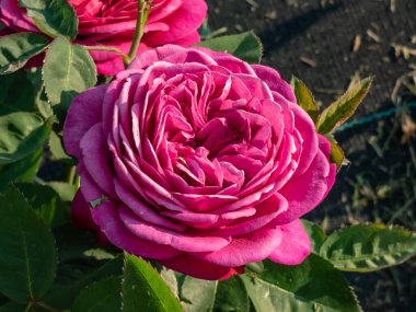 Close-up shot of the Floribunda rose 'Heidi Klum Rose' with full, violet bloom in bright sunlight in the garden. Beautiful flowering rose