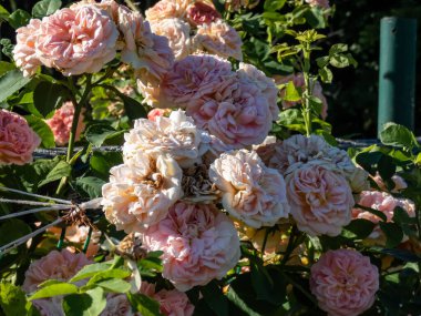Climbing Rose 'Alchymist' bearing full, old style, rosette-shaped flowers of golden yellow flushed with orange and pink. Early summer flowering in the garden