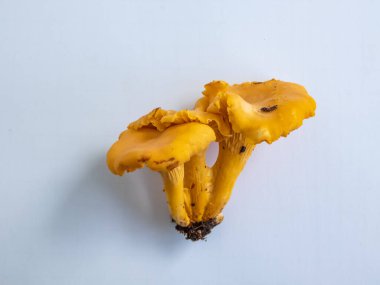 Bir grup altın Chanterelle mantarı. Köklerinde toprak ve yosun var. Beyaz üzerine ayrıntılı mantar. Mantar toplama geleneği. Beyazda izole edilmiş