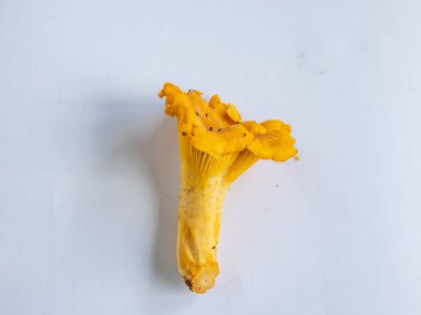Tek bir altın Chanterelle mantarı, ormandaki kökleri kir ve yosun kaplı. Beyaz üzerine ayrıntılı mantar. Mantar toplama geleneği. Beyazda izole edilmiş