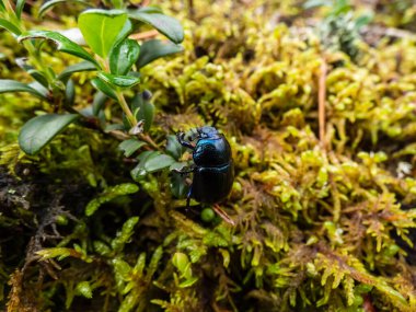 Beautiful macro shot of glossy and colorful earth boring dung-beetle - (Geotrupes stercorarius) crawling on the forest ground among green vegetation