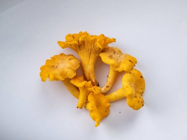 Bir grup altın Chanterelle mantarı. Köklerinde toprak ve yosun var. Beyaz üzerine ayrıntılı mantar. Mantar toplama geleneği. Beyazda izole edilmiş